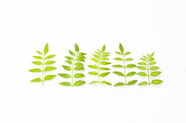 山椒_Japanese_pepper_004