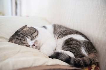 The British shorthair cat sleeps on a pillow and blanket. A cat sleeps sweetly like a child and lickens in a dream