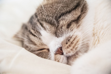 The British shorthair cat sleeps on a pillow and blanket. A cat sleeps sweetly like a child and lickens in a dream
