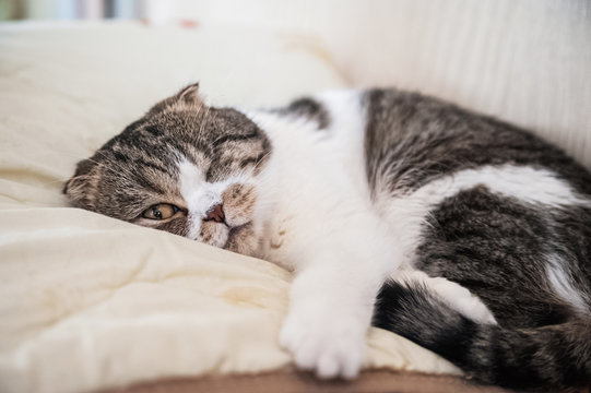 The British shorthair cat sleeps on a pillow and blanket. A cat sleeps sweetly like a child and lickens in a dream