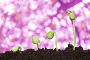 stock image of the small plant growing on pinkbackground.