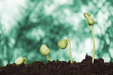 New Young plant growing in the creamy light and green nature bokeh background , business financial concept ,save Earth
