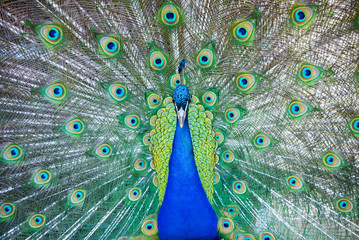 Le Royal Peacock Close-Up.Portrait de paon indien( Pavo cristatus ) avec des plumes.Un paon vert mâle montrant sa queue étalée (Pavo muticus). Paon de belle couleur avec la queue complètement ouverte