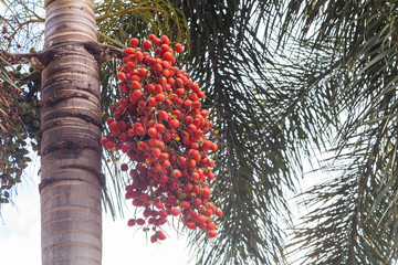 Ripe Betel Nuts on the palm tree at the garden