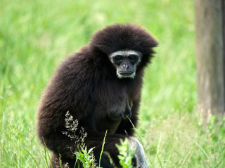 Gibbon