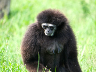 Gibbon