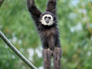 Obraz premium Gibbon
