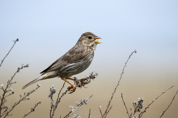 Obraz premium Corn bunting, Emberiza calandra