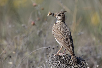 Crested lark, alerida cristata
