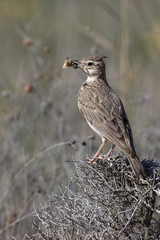 Crested lark, alerida cristata