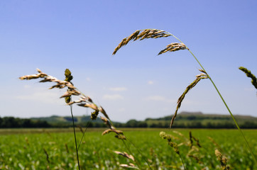 Weite Felder unter strahlend blauen Himmel