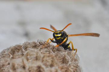 Wasp on honeycomb. Wasp get out from honeycombs