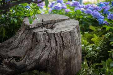 切り株とアジサイ
