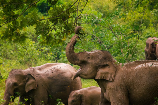Herd of elephants in Kui Buri National Park, Thailand.