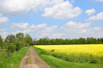 Feldweg im Frühling