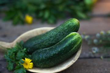 Fresh cucumber from the garden on a wooden background.