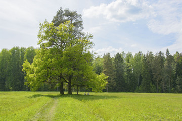 nature of St. Petersburg