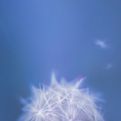 White summer close up wild flower dandelion on a blurry colored blue muted background. Summer flower blowing dandelion. Selective focus