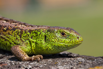 Reptile shot close-up.Nimble green lizard ( Lacerta viridis, Lacerta agilis ) closeup, basking...