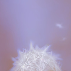 White summer close up wild flower dandelion on a blurry colored blue muted background. Summer flower blowing dandelion. Selective focus