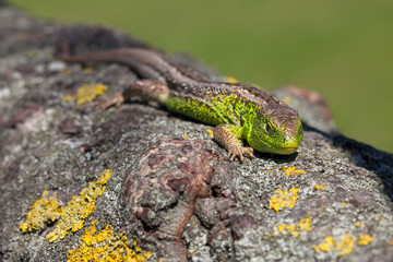 Male sand lizard in mating season on a tree covered with moss and lichen. Green Reptile shot close-up.Nimble green lizard ( Lacerta viridis, Lacerta agilis ) closeup, basking on a tree under the sun.
