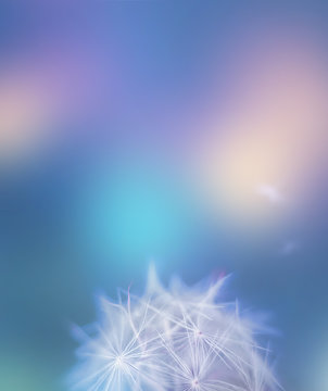 White summer close up wild flower dandelion on a blurry colored blue muted background. Summer flower blowing dandelion. Selective focus