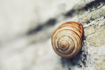 Snail on stone surface macro view. Shallow depth of field, selective focus