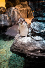 Obraz premium Tropical Penguin