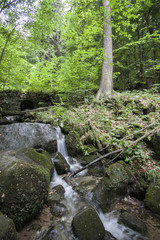 Las w Górach Stołowych  © FotoGregorius