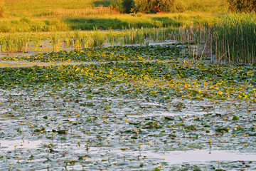Obraz premium Water lilies on a river with yellow flowers.