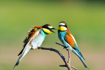 Couple of European bee-eaters (Merops Apiaster) exchanging an insect as part of a mating ritual