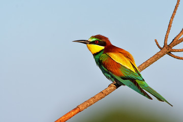 European bee-eater (Merops apiaster) in natural habitat