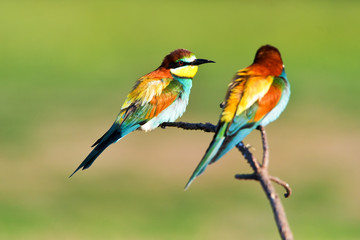 Obraz premium Couple of European bee-eaters (Merops Apiaster) exchanging an insect as part of a mating ritual