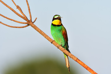 European bee-eater (Merops apiaster) in natural habitat
