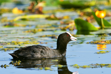 black duck, green background Eurasian Coot / Fulica atra