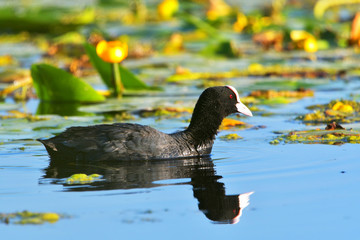 black duck, green background Eurasian Coot / Fulica atra