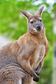 Young Red Kangaroo  With Muscles