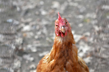 Portrait of brown chicken isolated on a grey background