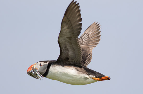 Puffin Carrying Sand Eels