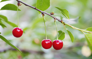 Cherry tree branch macro view. Red berry fruit plant green leaves, summer time garden background. Selective focus, shallow depth field. Beautiful bokeh photo