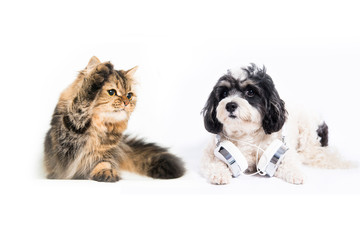 Cat and dog together in front of white background