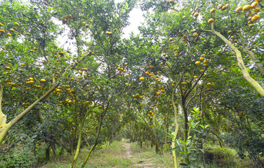 Fototapeta na wymiar Ripe orchard on the tree with thousands of fresh ripe yellow fruits are in the harvest. This is a specialty fruit in the West of Vietnam