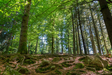 French countryside - Vosges. A forest in the evening in the Vosges mountains