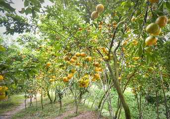 Closeup of ripe Tangerines hanging from branches, fresh ripe fruits are pink in the harvest. This is a specialty fruit in the West of Vietnam