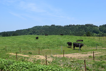 月山高原牧場 ／ 山形県鶴岡市羽黒町にある月山高原牧場は、約100haの緑のジュウタンが広がり、雄大な高原の中で牛や羊を眺められます。高原からの眺めは最高で、ひそかな観光ポイントになっています。