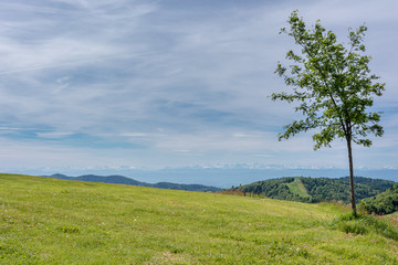 French countryside - Vosges. A tree in foreground and view of the alps in the background.
