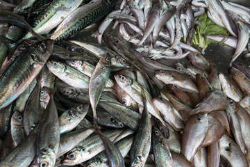 Sardine