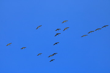 Flying Birds