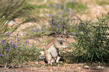 Ground Squirrel