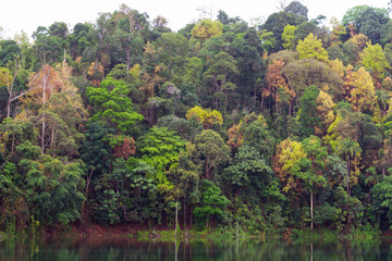 A submerged forest in Royal Belum Rainforest park - is believed to have been in existence for over...